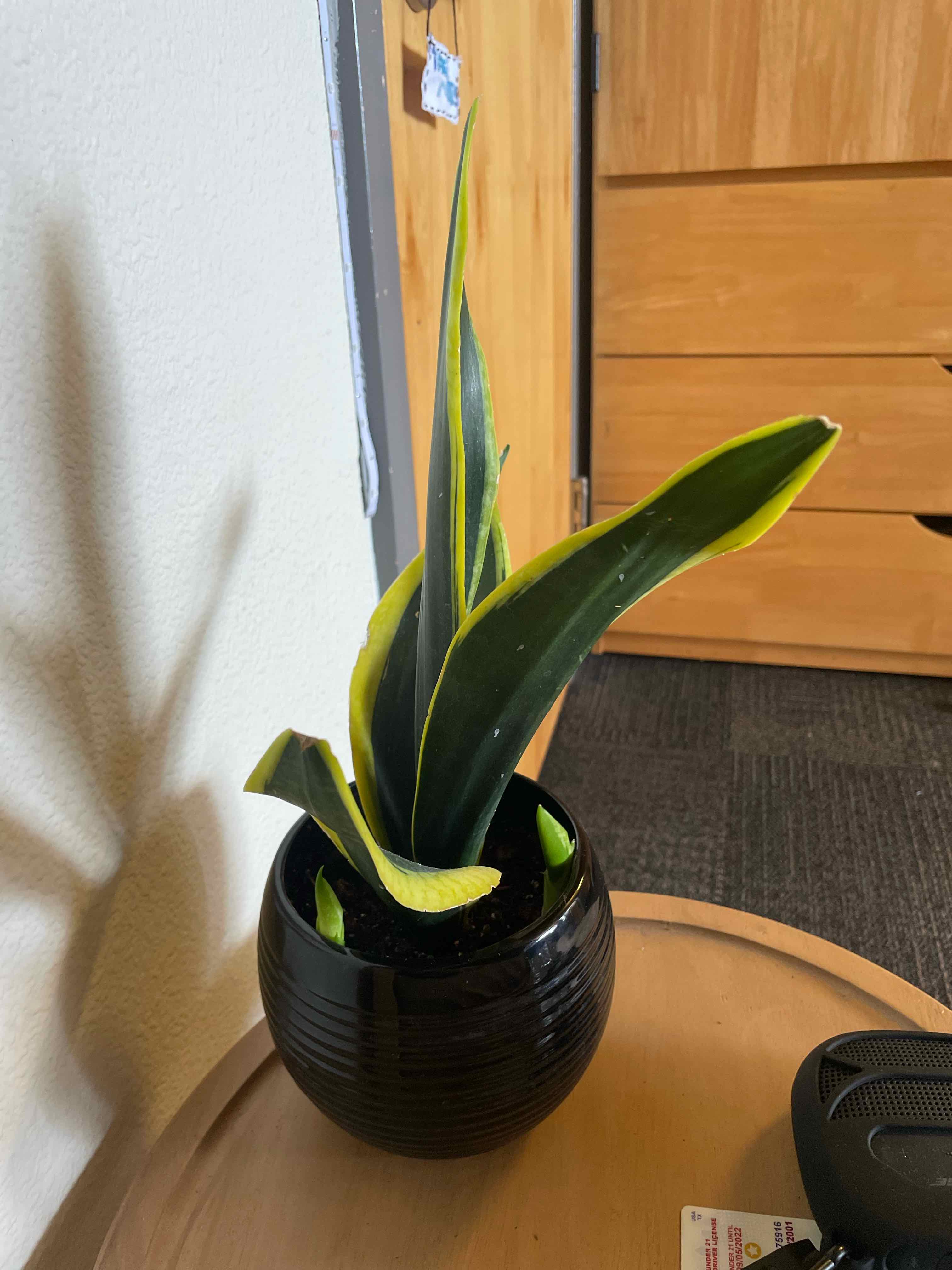Golden Flame Snake Plant in a black pot on a wooden surface with furniture in the background.