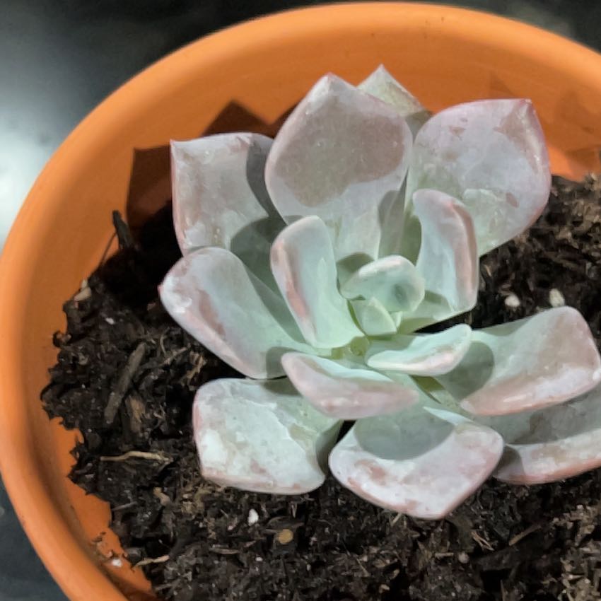 Photo of the plant species Graptoveria Debbi by @LovingBibi88 named Debbie on Greg, the plant care app