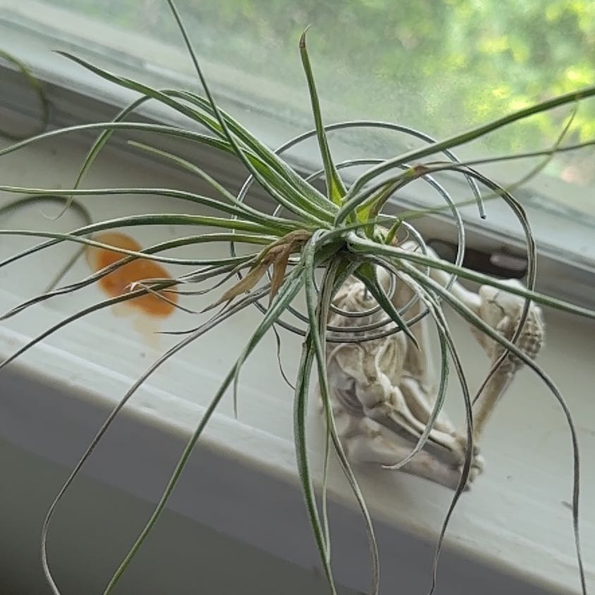 Photo of the plant species Tillandsia schiedeana by @TryGasplant96 named Nithin on Greg, the plant care app