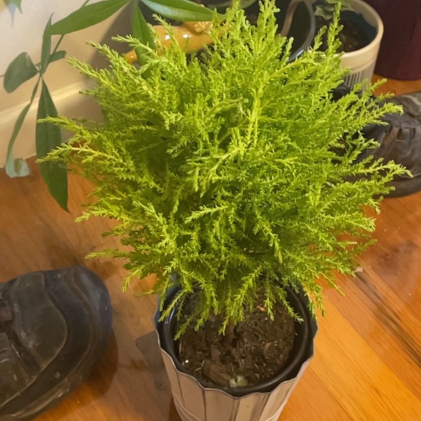 Photo of the plant species Lemon Cypress by @Hailbail8 named Leo on Greg, the plant care app