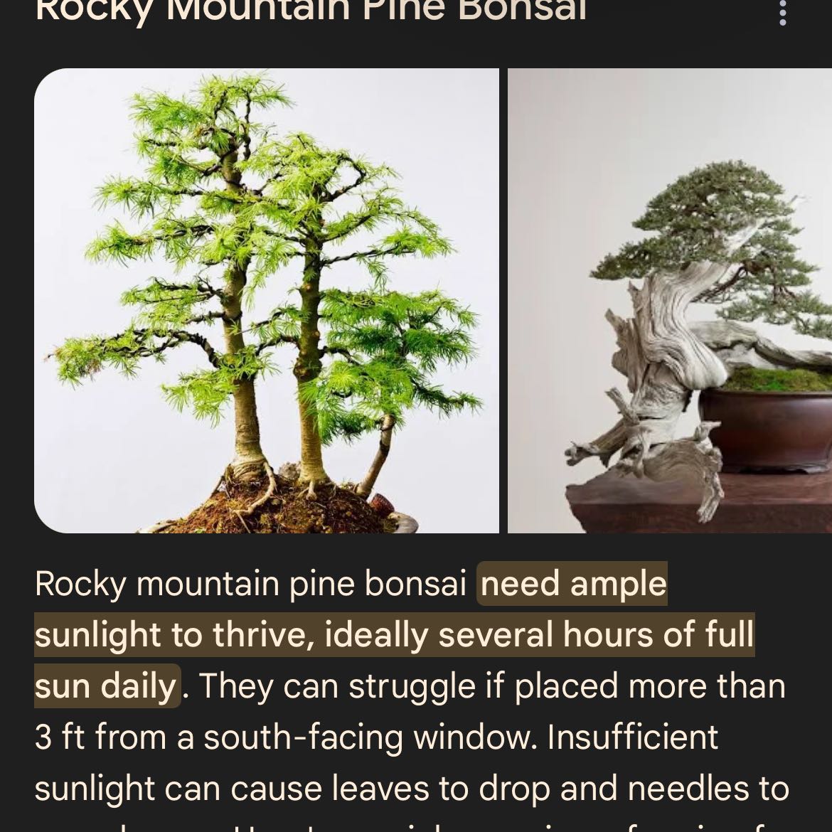 Photo of the plant species Royal Poinciana by @AwesomeCashew8 named Mr. King on Greg, the plant care app