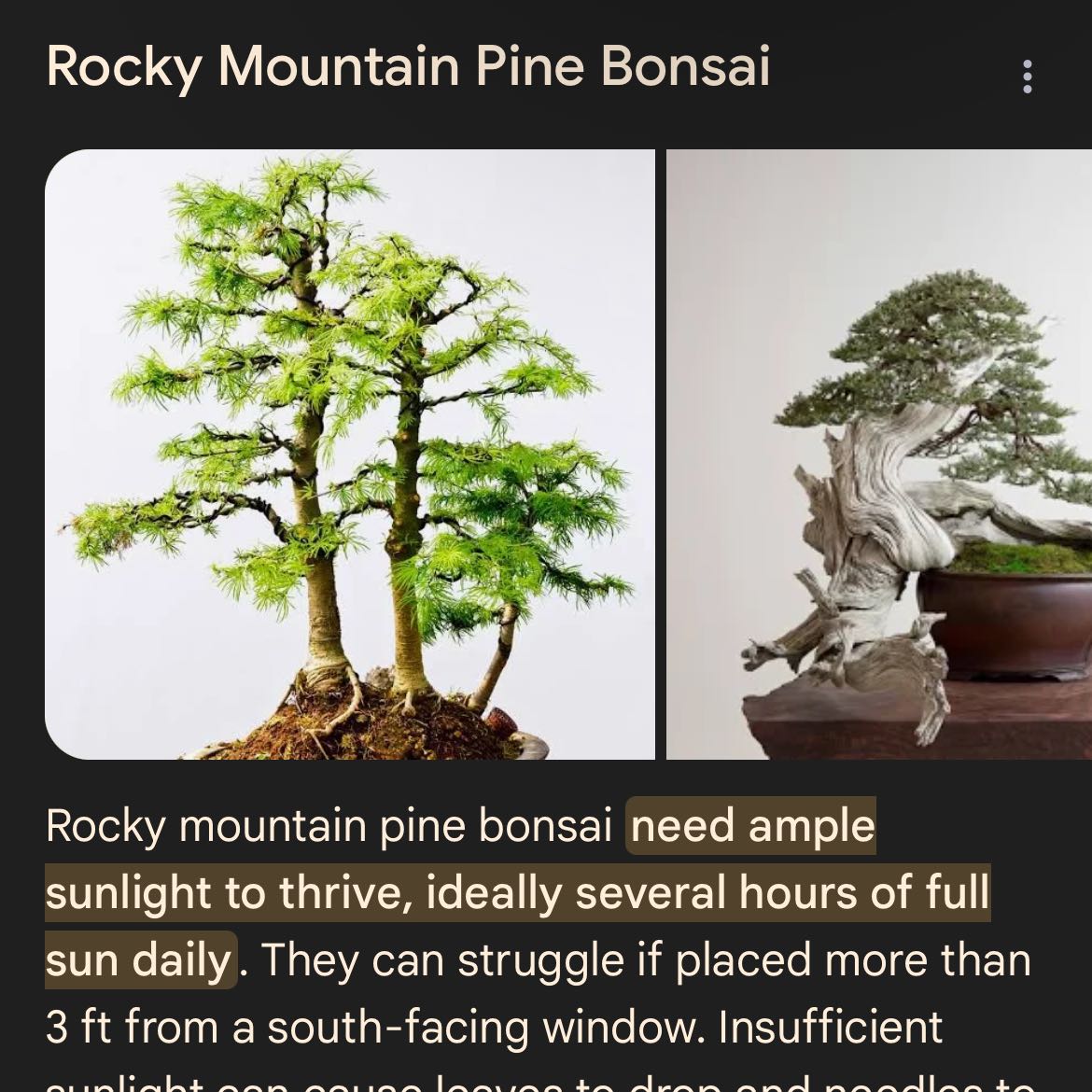 Photo of the plant species rocky mountain pine by @AwesomeCashew8 named Elk tree on Greg, the plant care app