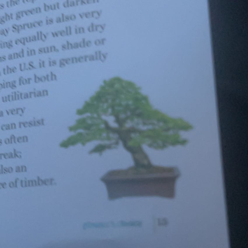Photo of the plant species Norway Spruce by @AwesomeCashew8 named Jake tree on Greg, the plant care app