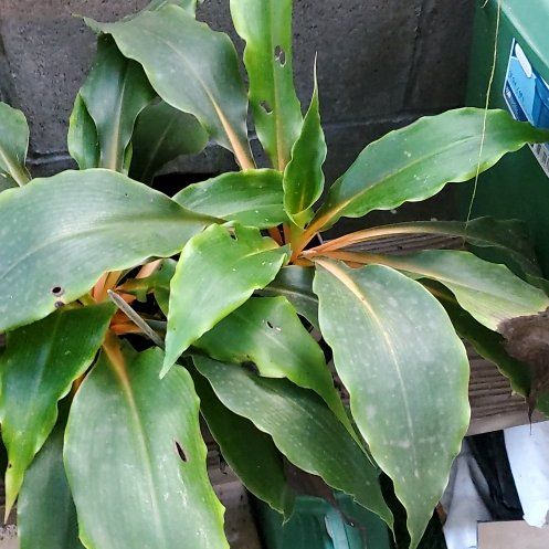 Photo of the plant species Scarlet Spiral-Ginger by @PetiteCorkelm48 named Lavender on Greg, the plant care app