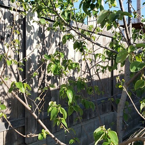 Photo of the plant species Glossy Privet by @PetiteCorkelm48 named Leonardo on Greg, the plant care app