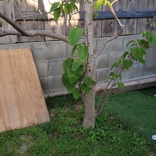 Photo of the plant species Mexican-Olive by @PetiteCorkelm48 named Keanu Leaves on Greg, the plant care app
