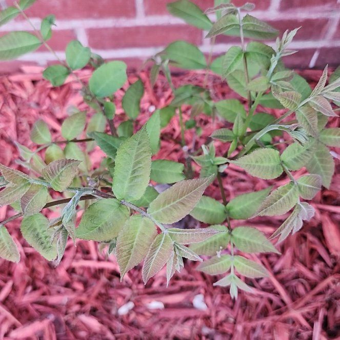 Photo of the plant species winged sumac by @YouthfulTozzia named Forrest on Greg, the plant care app