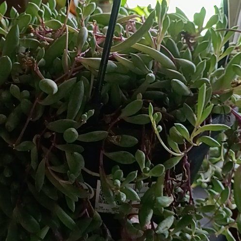 Photo of the plant species Puprle Flush by @ReformedReaper named Purple Rain on Greg, the plant care app
