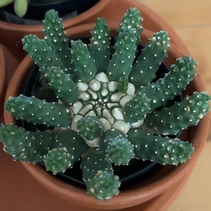 Photo of the plant species Euphorbia inermis by @ProAgboy36 named Pickle on Greg, the plant care app