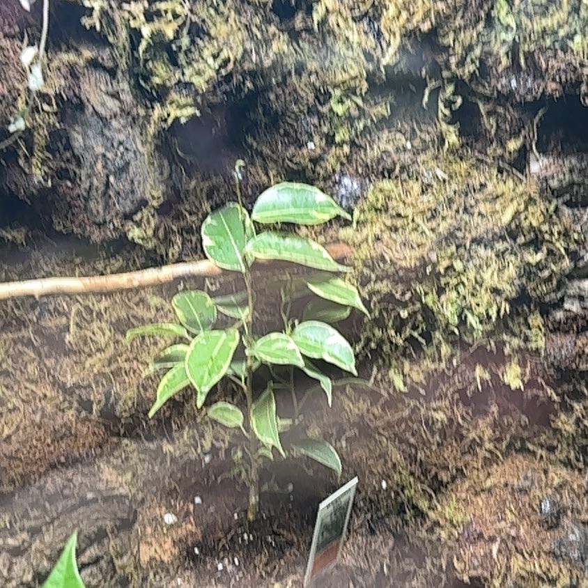 Photo of the plant species Variegated Weeping Fig by @SageWeed74 named Zeus on Greg, the plant care app