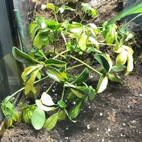 Photo of the plant species Variegated Dwarf Umbrella Tree by @SageWeed74 named da Vinci on Greg, the plant care app
