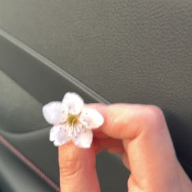 Photo of the plant species Cherry Plum by @MightilyBeech64 named Rosa on Greg, the plant care app