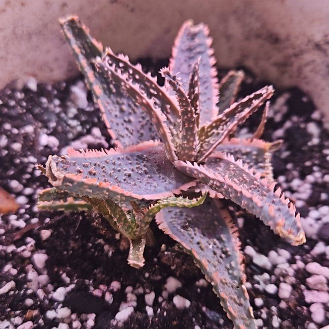 Photo of the plant species Pink Blush Aloe by @brittneysbabies named Spike on Greg, the plant care app