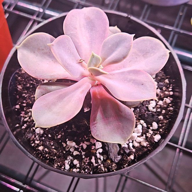Photo of the plant species Echeveria 'Purple Pearl' by @brittneysbabies named Black Pearl on Greg, the plant care app