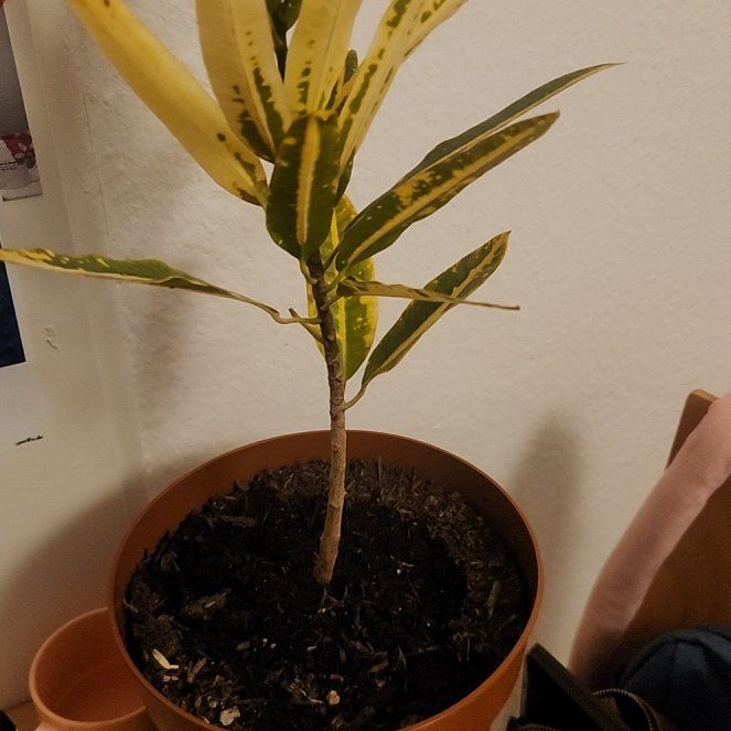 Photo of the plant species Sunny Star Croton by @WittyTipa18 named Larry on Greg, the plant care app