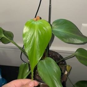 Photo of the plant species Monstera 'Burle Marx Flame' by @PetKudulily35 named Maya on Greg, the plant care app