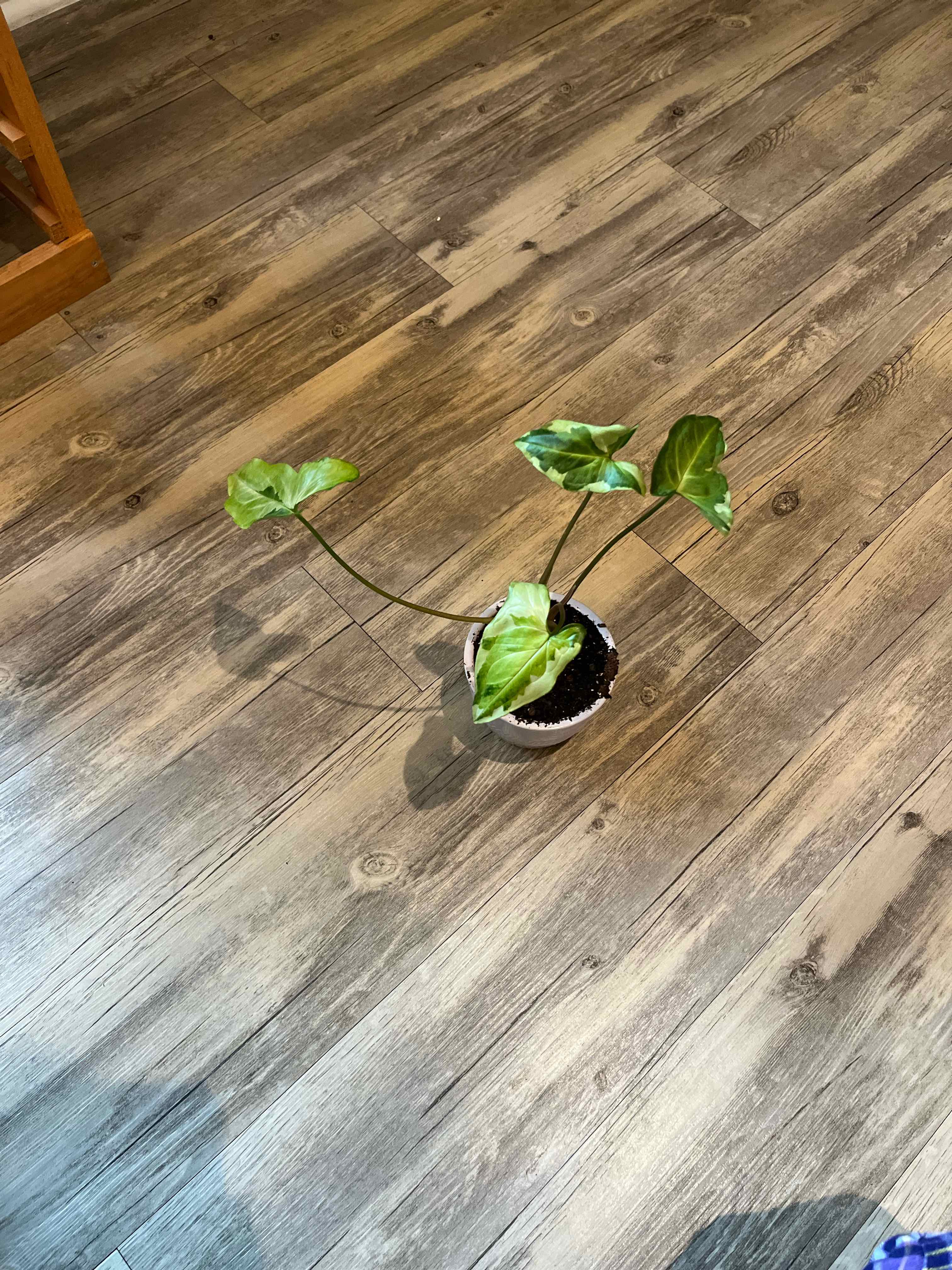 Three Kings Syngonium plant in a pot on a wooden floor, with healthy green leaves.