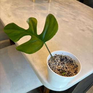 Mini Monstera plant in Foley, Alabama