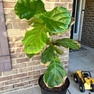 Fiddle Leaf Fig plant in Foley, Alabama