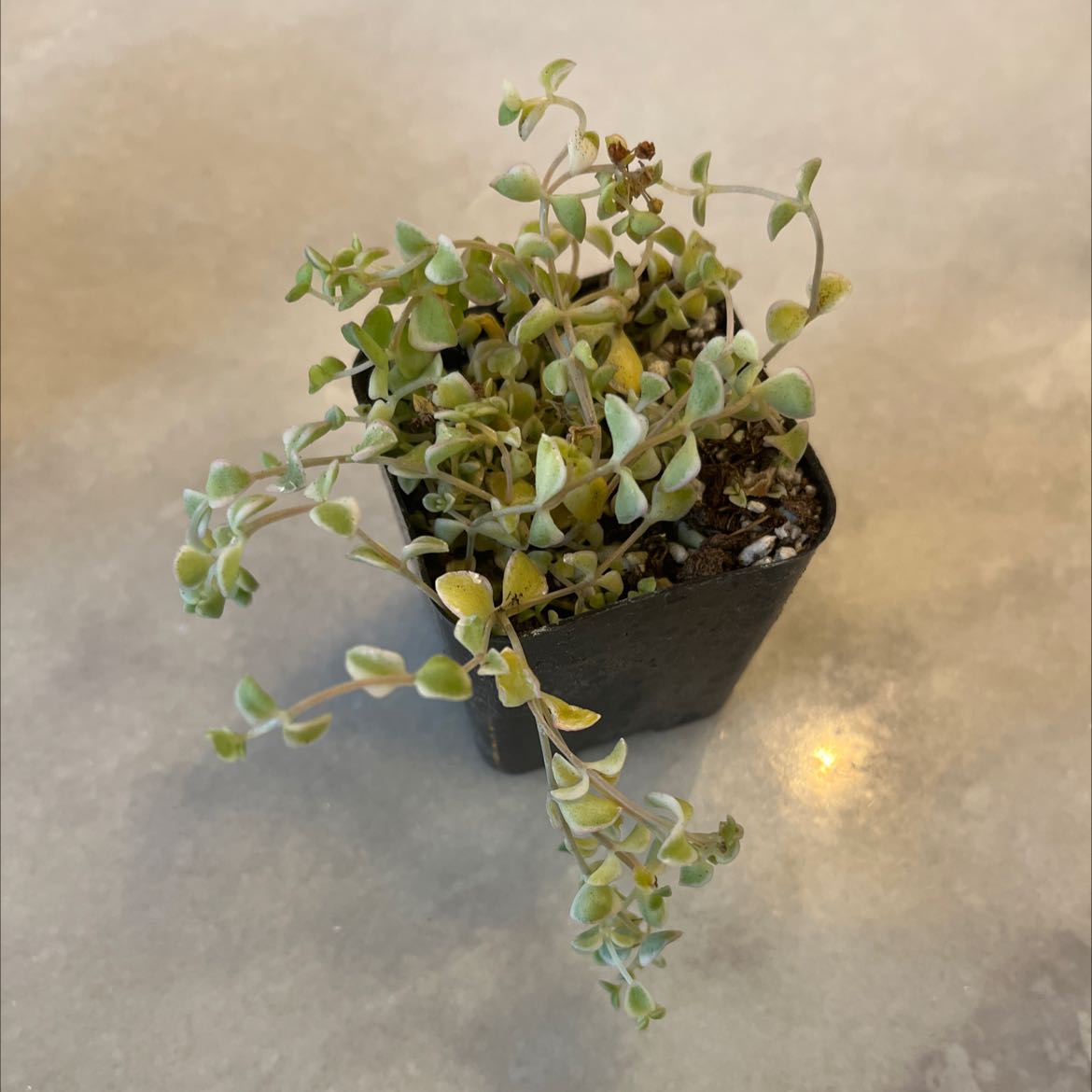 Sedum 'Little Missy' plant in a black pot with some yellowing leaves.