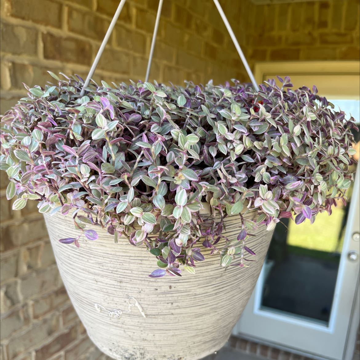Hanging pot with healthy Pink Panther Tradescantia, showing vibrant pink and green variegated leaves.