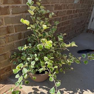 Ficus triangularis 'Variegata' plant in Foley, Alabama