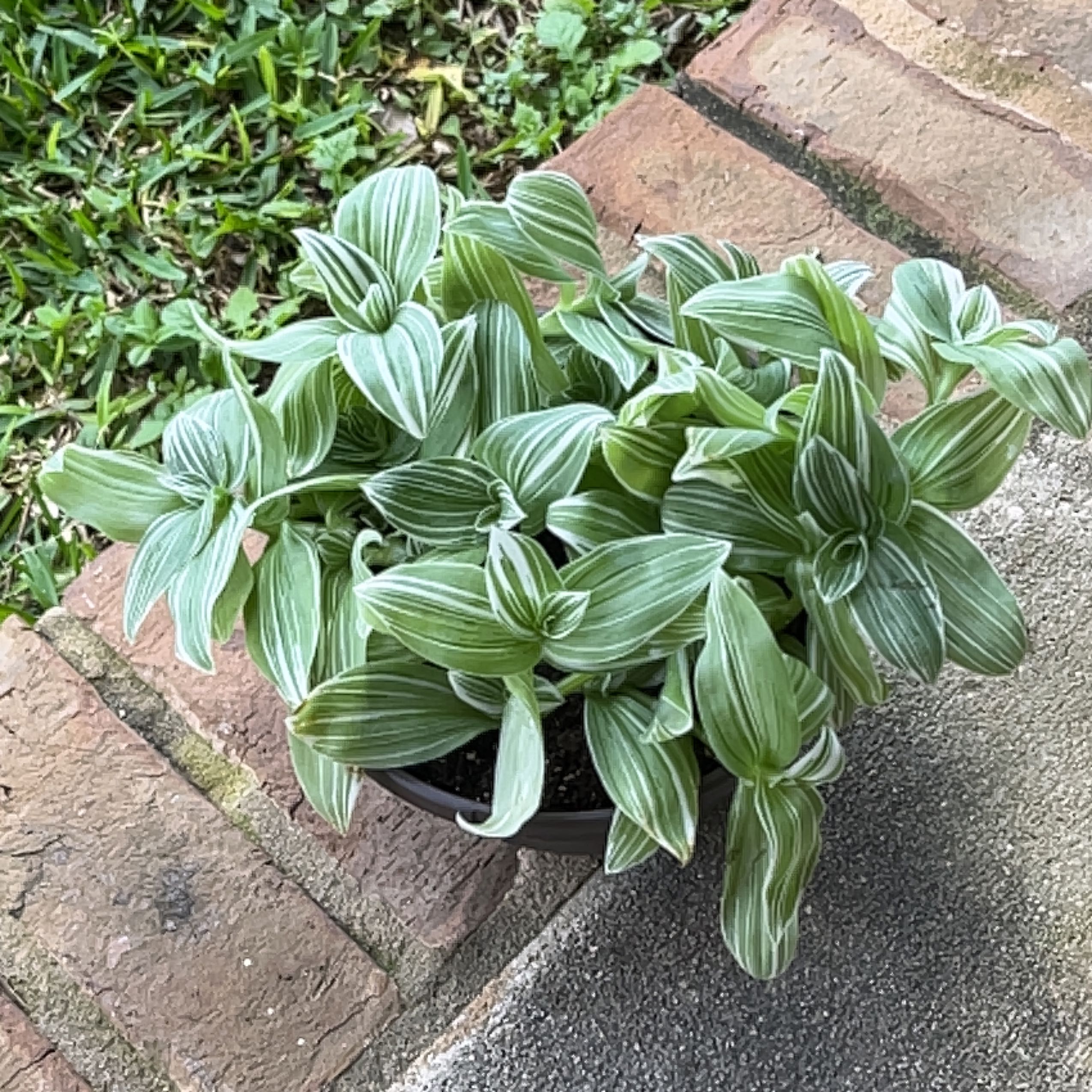 Tradescantia albiflora 'Albovittata' plant with green and white striped leaves in a pot on a brick and concrete surface.