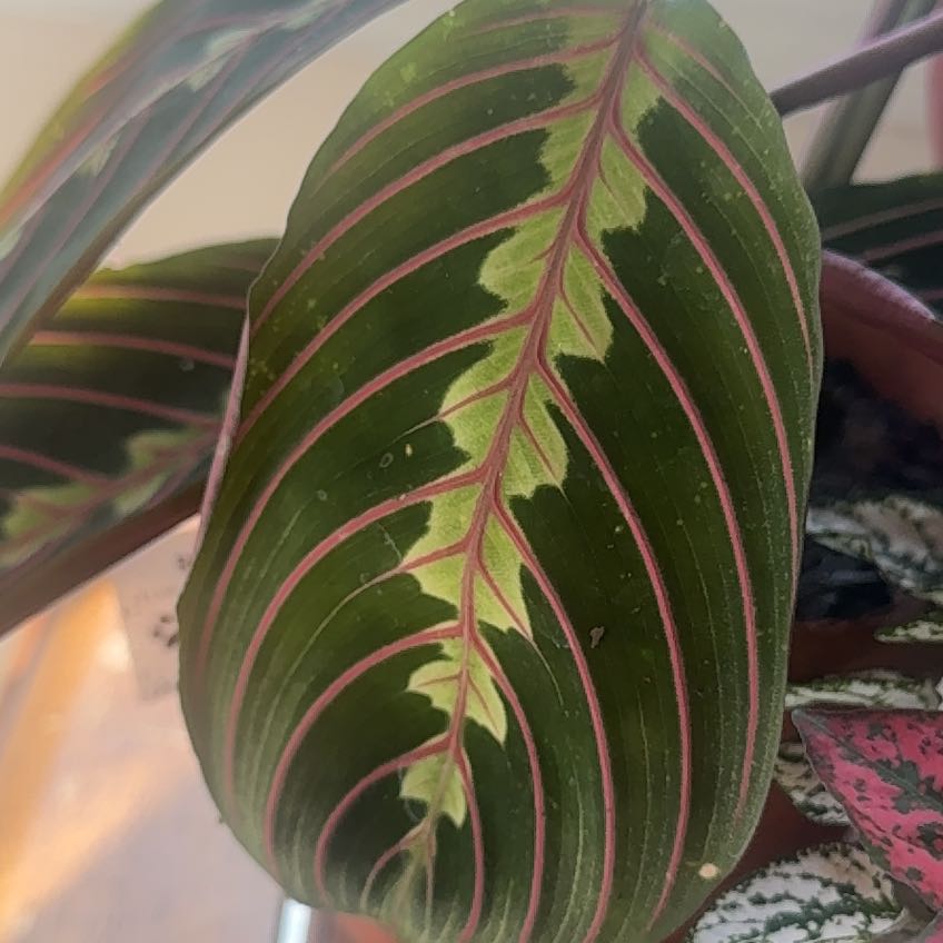 Photo of the plant species red prayer plant by @HotRedhill29 named Coco on Greg, the plant care app
