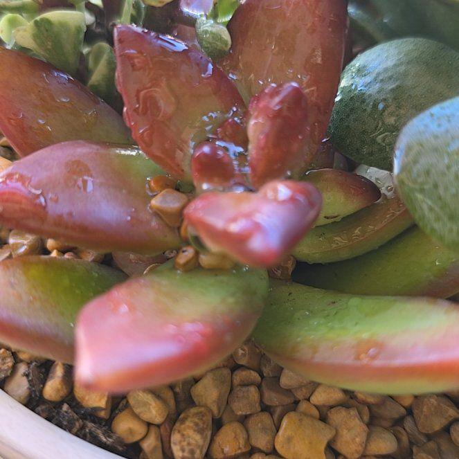Photo of the plant species Disphyma by @BusyNiaouli49 named Nithin on Greg, the plant care app