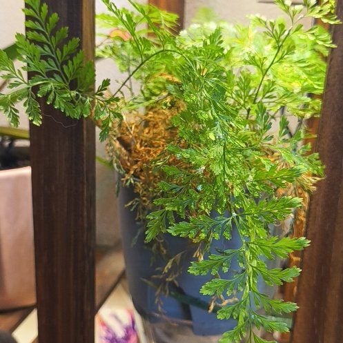 Photo of the plant species Hen and Chicken Fern by @ModelAntplant94 named Muhammad Ali on Greg, the plant care app