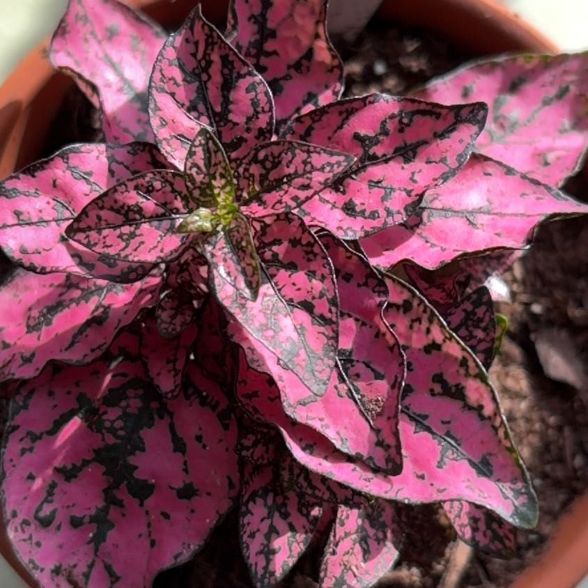 Photo of the plant species Pink Angel Nerve Plant by Roland named Rainier on Greg, the plant care app
