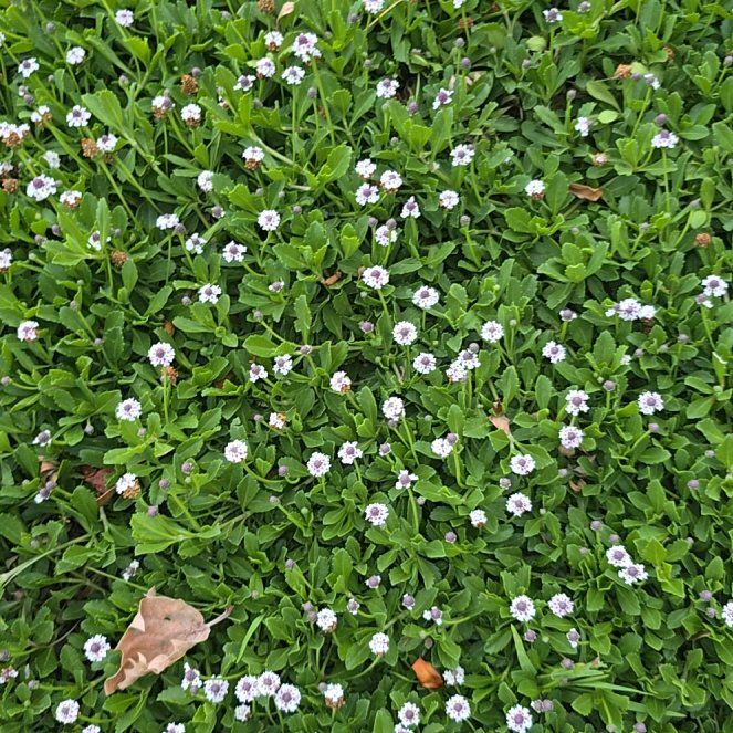 Photo of the plant species Thyme-Leafed Gratiola by @DollQuenepa37 named Scarlett on Greg, the plant care app