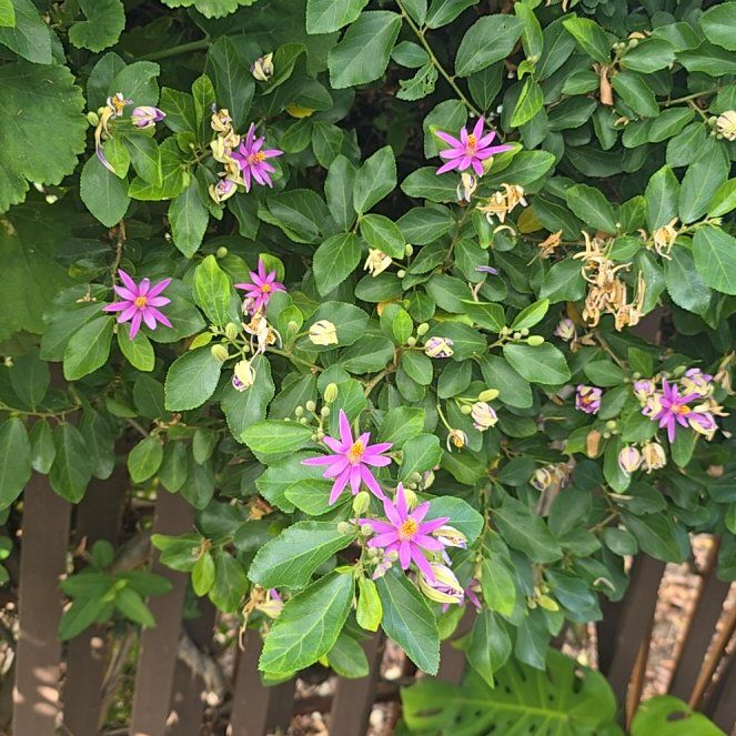 Photo of the plant species Crossberry by @DollQuenepa37 named Miley on Greg, the plant care app