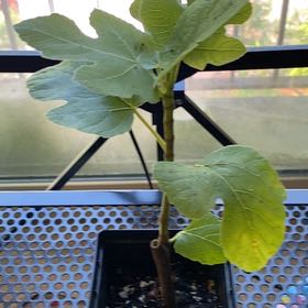 Photo of the plant species Brown Turkey Fig by @PetBroccoli45 named Beyonce on Greg, the plant care app
