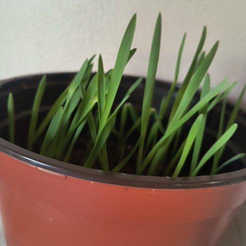 Photo of the plant species cat grass by @TrueBushpoppy34 named Fernie Saunders on Greg, the plant care app