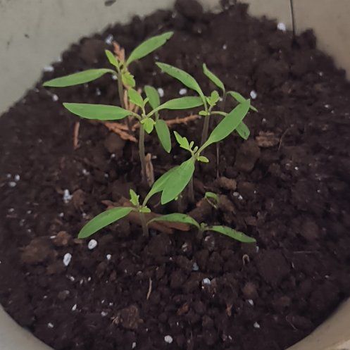 Photo of the plant species Beefsteak Tomato by @TrueBushpoppy34 named Remington on Greg, the plant care app