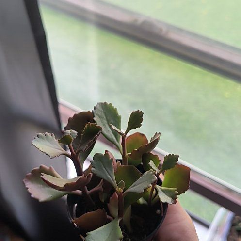 Photo of the plant species Kalanchoe 'Petra's Sunfire' by @TrueBushpoppy34 named Daphne on Greg, the plant care app