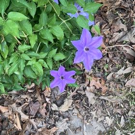Photo of the plant species Balloon-Flower by @AcePigsears0 named Aristotle on Greg, the plant care app