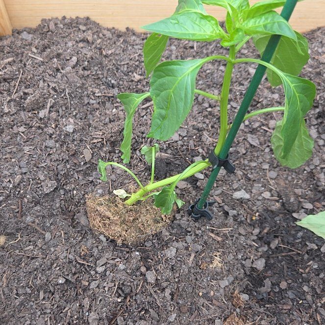 Photo of the plant species Hot Banana Pepper by @MindfulMelon63 named Prince on Greg, the plant care app