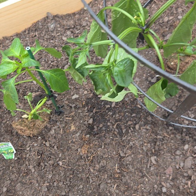 Photo of the plant species Early Jalapeno Pepper by @MindfulMelon63 named Nemo on Greg, the plant care app