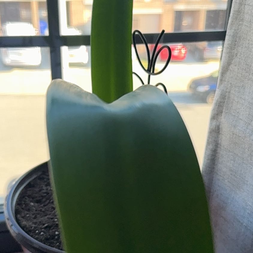 Photo of the plant species Amaryllis by @ZestBlueoak2 named Wall-E on Greg, the plant care app