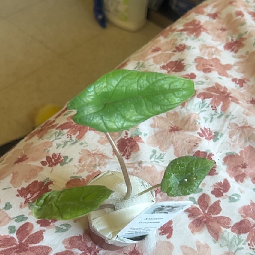 Photo of the plant species Alocasia Scalprum by @NewElkclover17 named Keanu Leaves on Greg, the plant care app