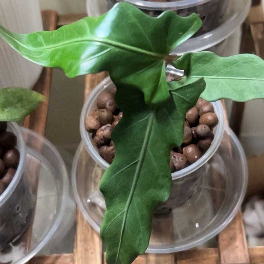 Photo of the plant species Alocasia Lauterbachiana Variegated by @NewElkclover17 named Samantha on Greg, the plant care app