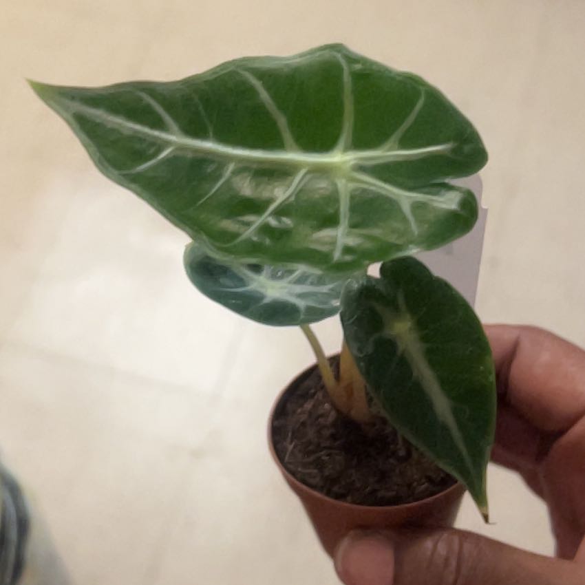 Photo of the plant species Alocasia 'Mandalay' by @NewElkclover17 named Duke on Greg, the plant care app