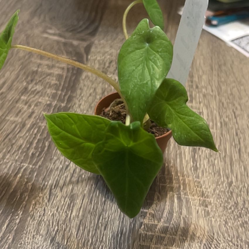 Photo of the plant species Alocasia Scalprum by @NewElkclover17 named Oscar on Greg, the plant care app