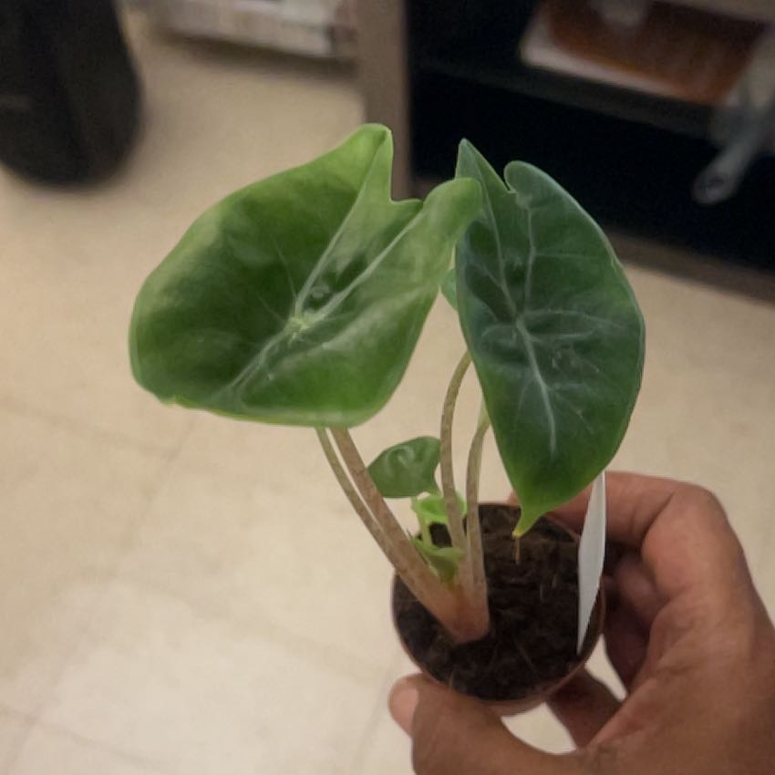 Photo of the plant species ivory coast by @NewElkclover17 named Ivory on Greg, the plant care app