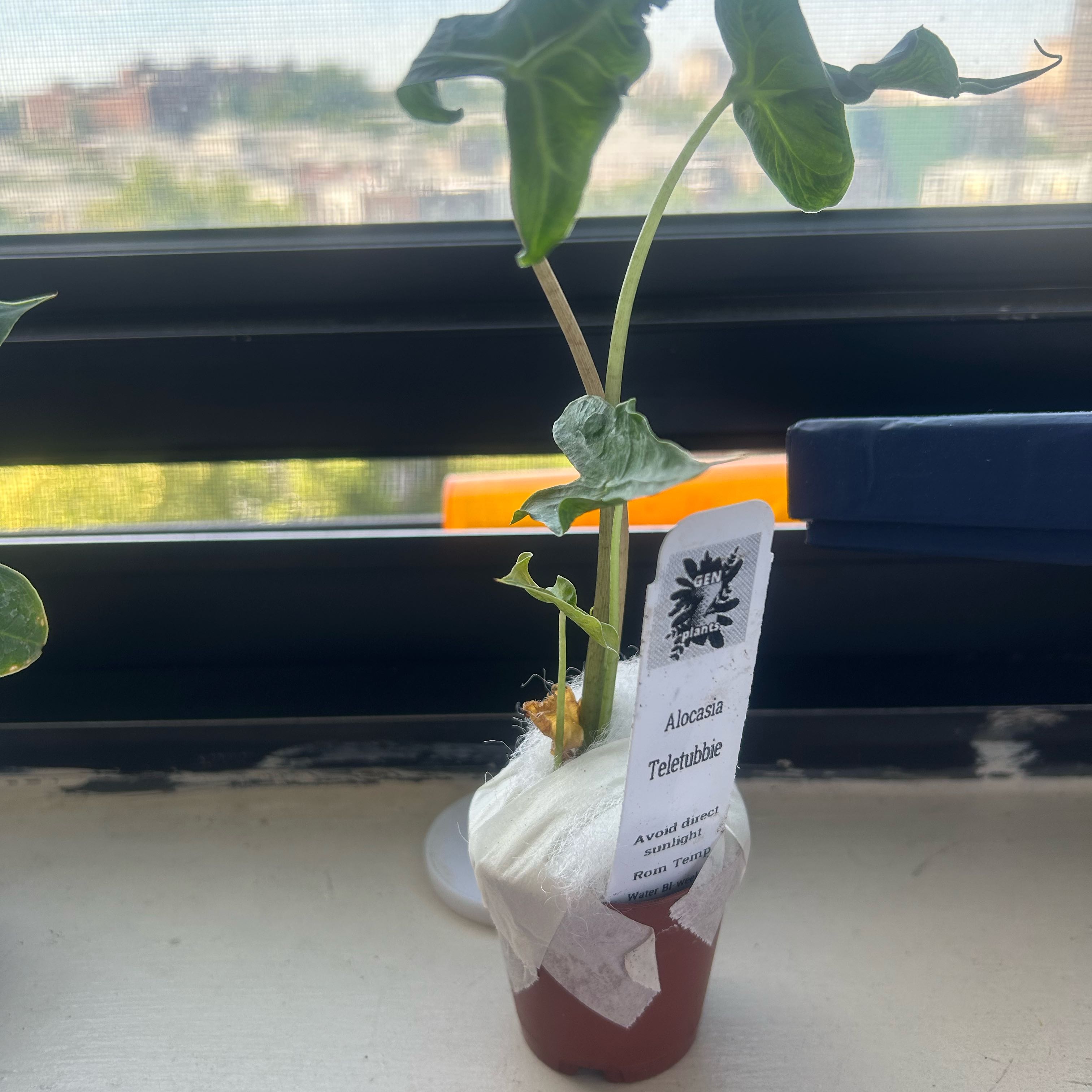 Photo of the plant species Alocasia 'Teletubbies' by @NewElkclover17 named Peter Parker on Greg, the plant care app