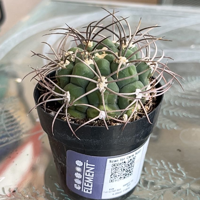 Photo of the plant species Giant Chin Cactus by @RadRye72 named Pax on Greg, the plant care app