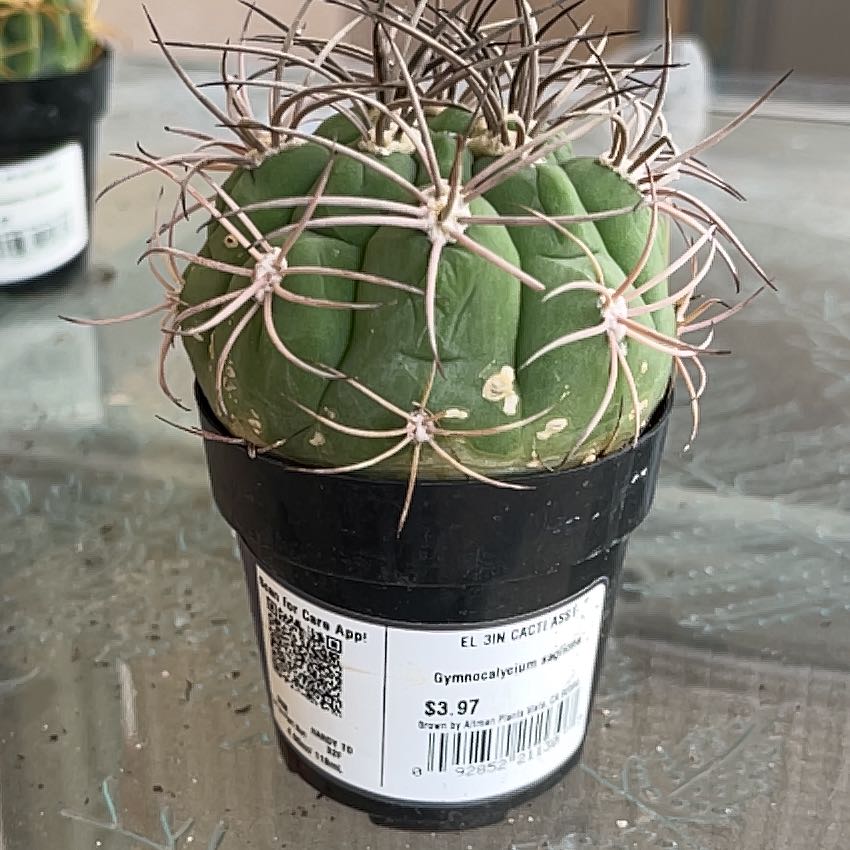 Photo of the plant species Giant Chin Cactus by @RadRye72 named ChloroPhil on Greg, the plant care app