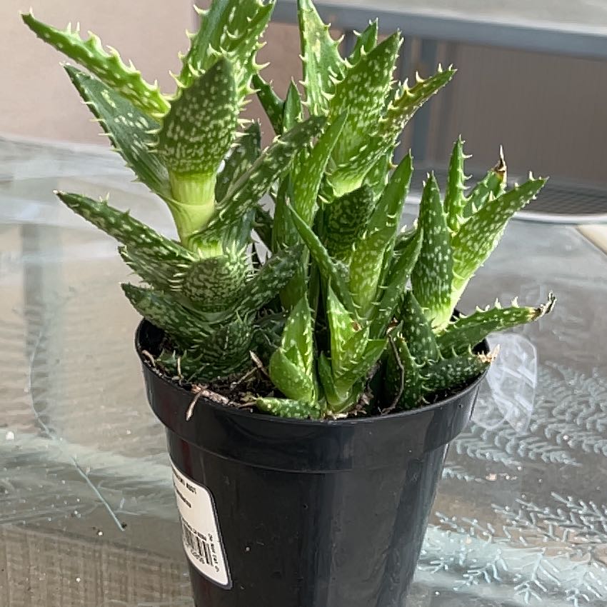 Photo of the plant species Aloe zanzibarica by @RadRye72 named Eva on Greg, the plant care app